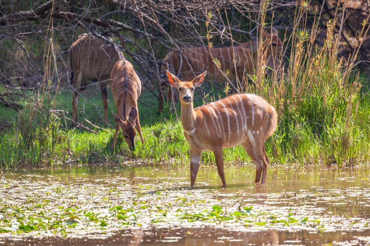 Lejwe La Metsi Private Reserve Bela-Bela Exteriör bild