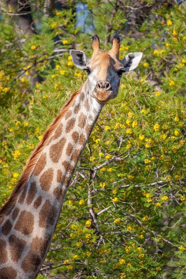 Lejwe La Metsi Private Reserve Bela-Bela Exteriör bild