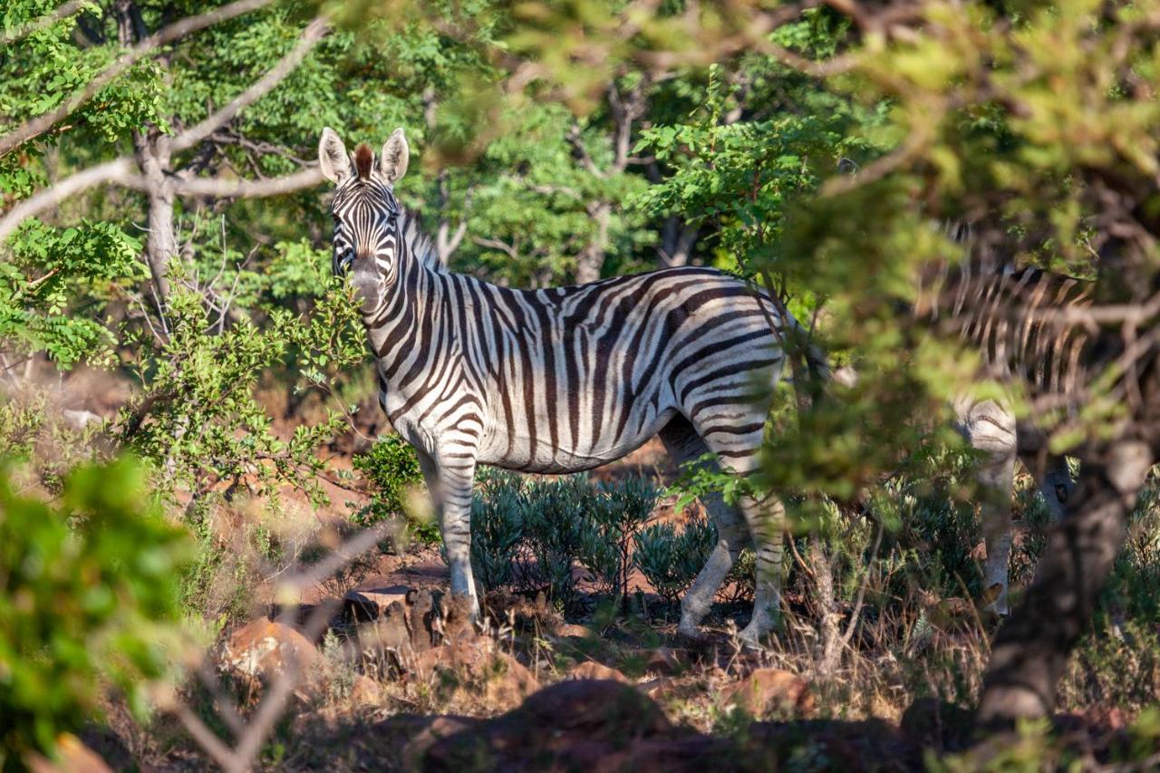 Lejwe La Metsi Private Reserve Bela-Bela Exteriör bild